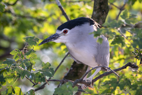 Black-crowned night heron on tree branch - 写真・画像