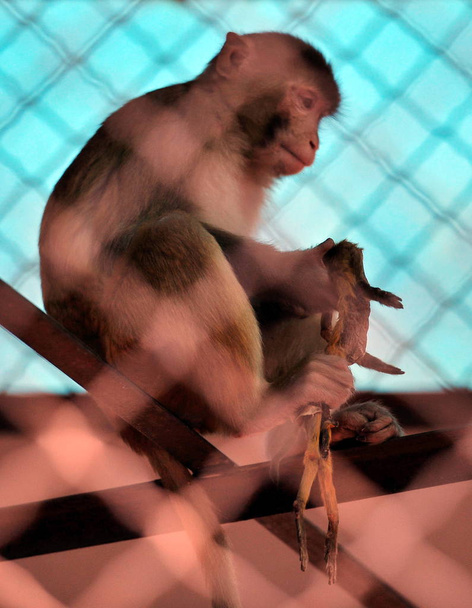 オス猿は、2014 年 4 月 1 日東北中国遼寧省、瀋陽市の瀋陽中山公園の動物園で猿の王によって殺されたその新生児のカブの乾燥体を保持します。 - 写真・画像