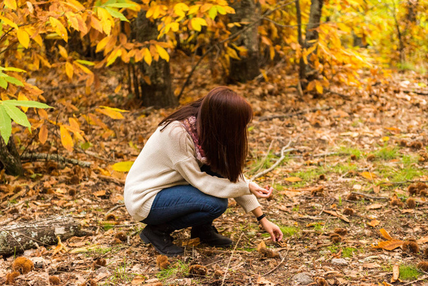 Una giovane donna dai capelli rossastri raccoglie le castagne in una foresta autunnale
 - Foto, immagini
