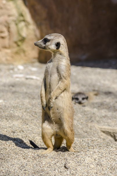 Side view of suricate on the lookout - Foto, Bild