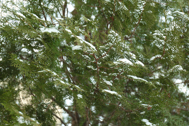 Thuja branches covered with fresh snow outdoors - Foto, Imagen