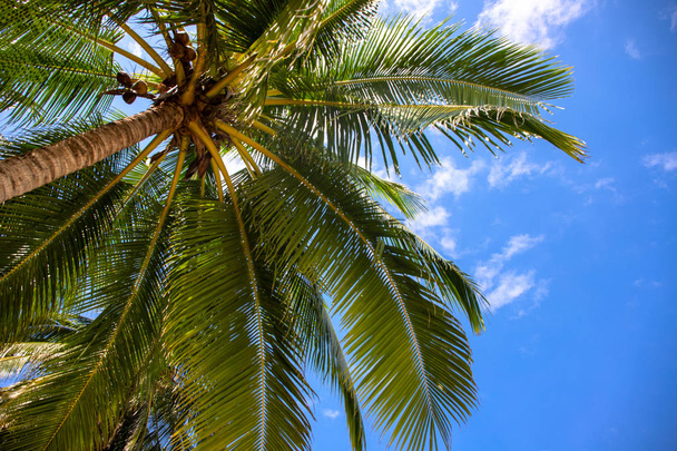 Coco palm crown and blue sky landscape. Palm tree top view. Green palm leaf natural ornament. Exotic place for vacation. Summer holiday escape destination. Sunny tropical paradise banner template - Photo, Image
