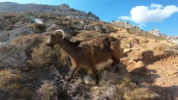 Mountain goat on a rock in Greece - 映像、動画