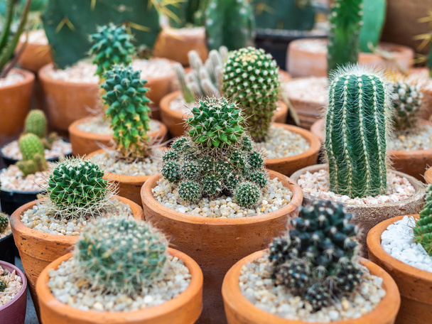 Many kind of green cactus plants on gravel in terracotta pots. - Photo, Image