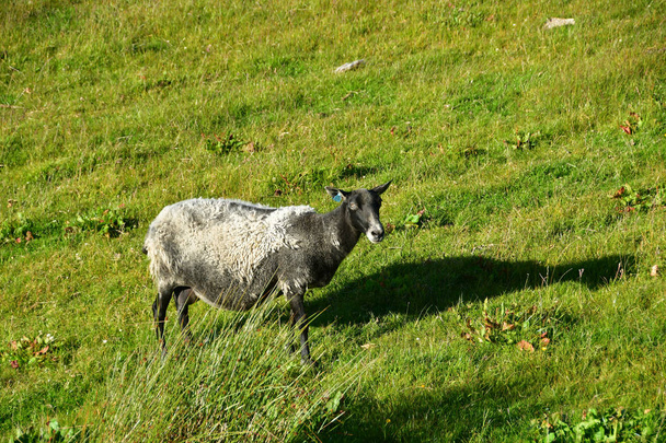 ノルウェー ハウゲスンでバイキング農場の羊 - 写真・画像