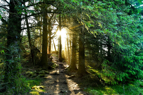 Sunbeam erdőben, Norvégia viking-telepen - Fotó, kép