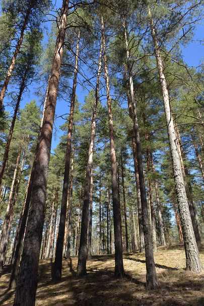tall pine trees in spring in the forest - Фото, изображение