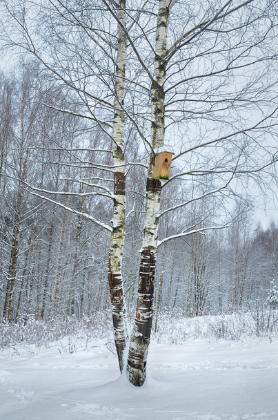 Invierno nevado en el bosque.En las ramas de los árboles hay nieve
. - Foto, imagen