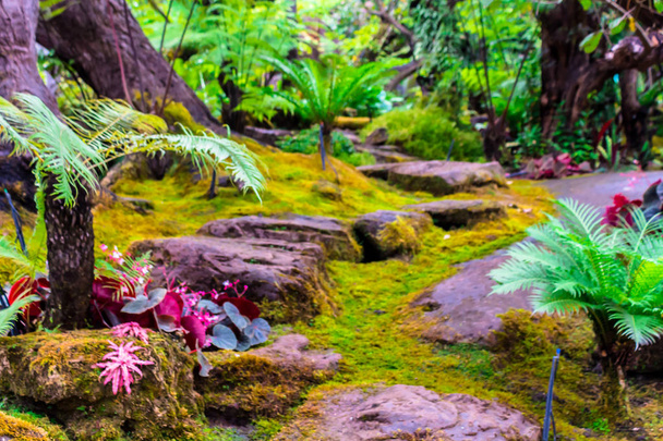 Kamenné schody a zelený mech dekorace v japonské útulné domácí květinová zahrada po dešti. - Fotografie, Obrázek