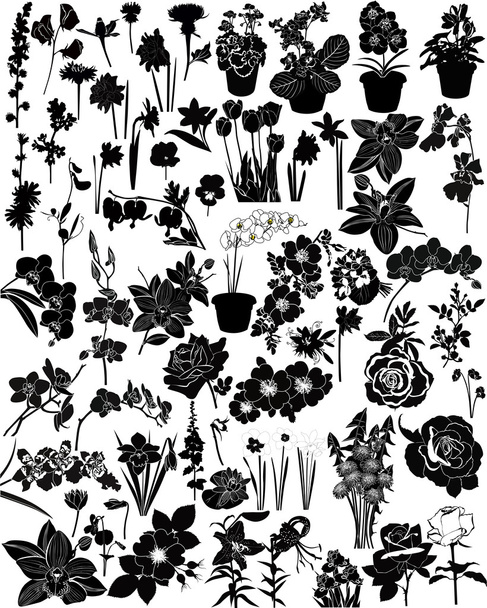 Vektor Sammlung von Blumen - Vektor, Bild