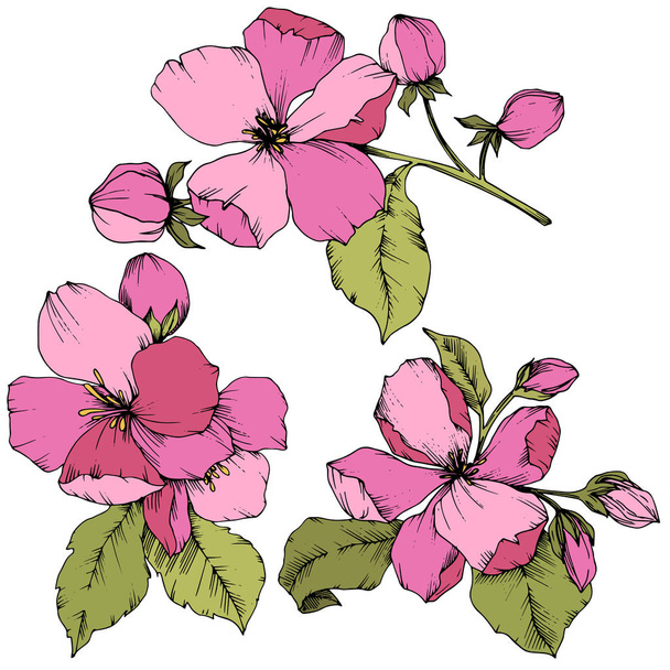 Vektorové Apple blossom květinové botanické květin. Růžové a zelené vyryto inkoust umění. Prvek ilustrace izolované květiny. - Vektor, obrázek