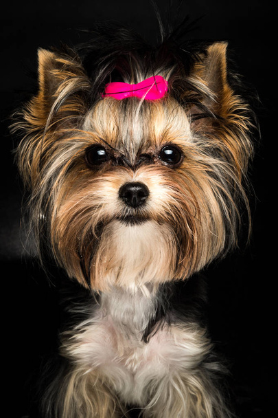 милий Biewer Йоркширський тер'єр з рожевими цибулі на чорному тлі. Портрет собаки - Фото, зображення