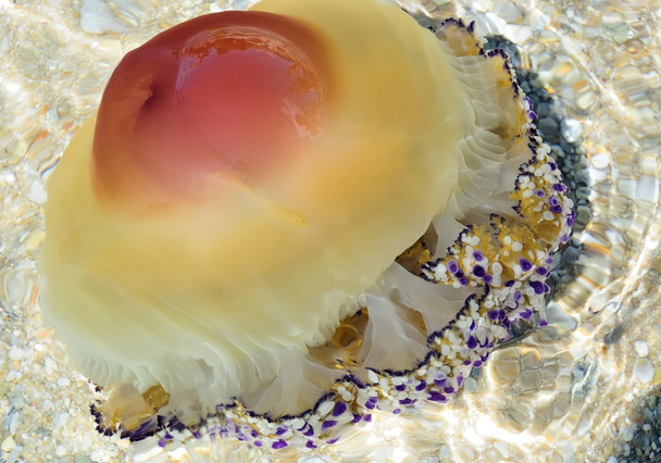 Медуза котилорская
 - Фото, изображение