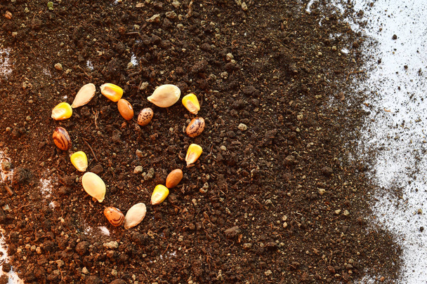 Heart from seed. Seeding or planting a plant on soil background. Natural background for advertisements - Photo, Image