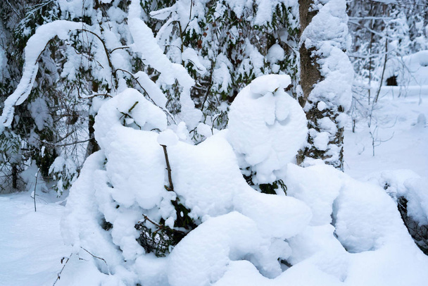 cumulo di neve a forma di leone. Paesaggio invernale. Russia, regione di Leningrado
. - Foto, immagini