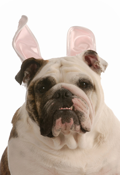 english bulldog wearing easter bunny ears - Valokuva, kuva