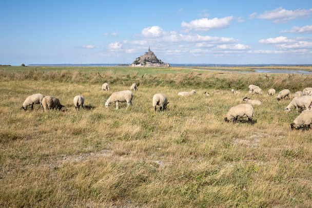Stado owiec pasących się na słonych łąkach w pobliżu wyspy Mont Saint-Michel pod letnim błękitnym niebem. Le Mont Saint Michel, Francja - Zdjęcie, obraz