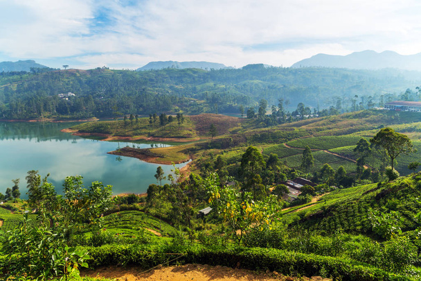 Arka plan, dağ çayı çalılar plantasyon Gölü Sri Lanka yeşil çay yaprakları - Fotoğraf, Görsel