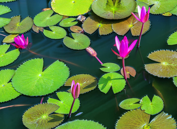Lotus Flowers leaf Water flower pink on the Water natural background - Photo, image