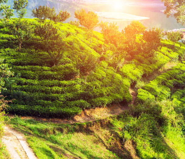 Πράσινο τσάι φυτεία στην πάνω χώρα κοντά Νουβάρα Ελίγια, βουνό Πλαντέσιον θάμνους στην Κεϋλάνη, Σρι Λάνκα - Φωτογραφία, εικόνα