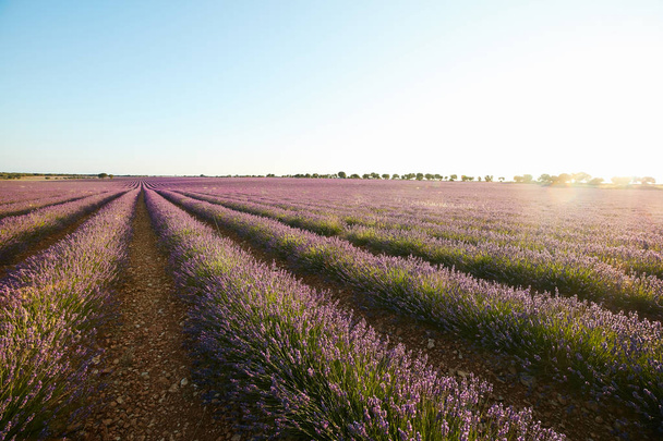große violette Lavendel Feld Reihen von Blumen - Foto, Bild