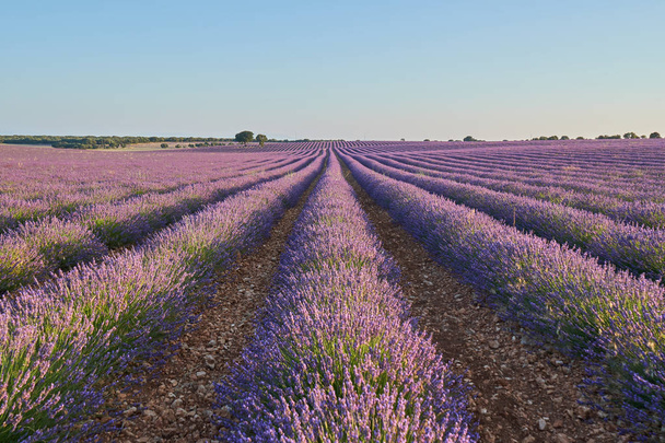 Big violet lavender field in countryside - Photo, Image