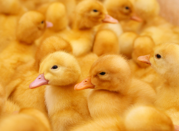 Cute Yellow Ducklings In Cage. - Photo, Image