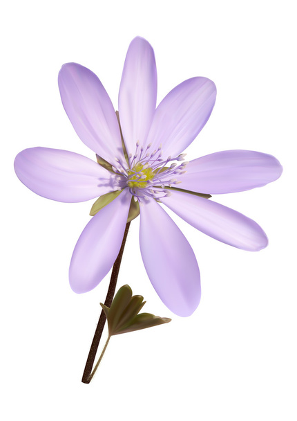 фіолетова квітка анемони з фоном квадратів
 - Вектор, зображення