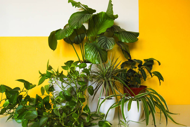 Set mit verschiedenen Arten von Grünpflanzen in einem Raum - Foto, Bild