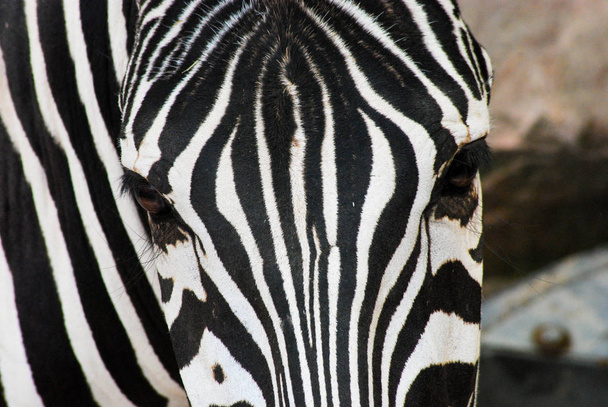 Head of a zebra seen from the front during a safari - Photo, Image