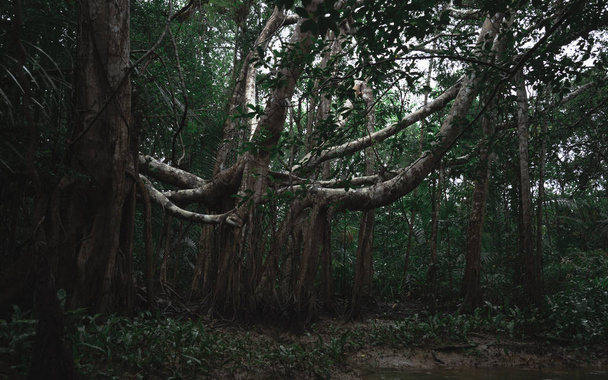 Сай або бананове дерево виростає біля річки настільки велике і красиве
 - Фото, зображення