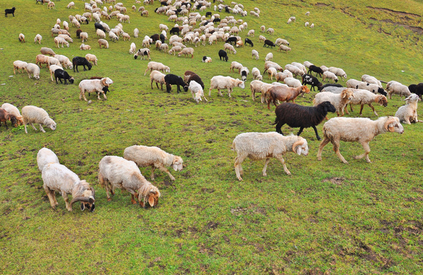 schapen grazen in de Wei - Foto, afbeelding