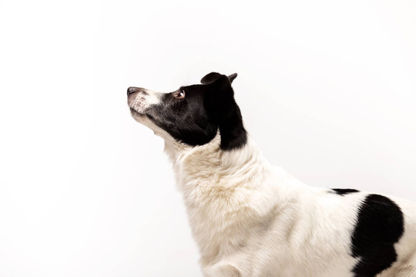 Adorable mixed-breed dog sits indoor at white background - Photo, image