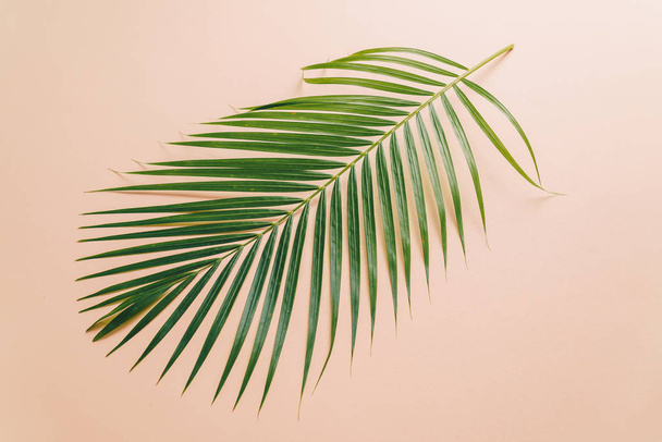 Tropical palm leaves on color background with copy space - Foto, Imagem