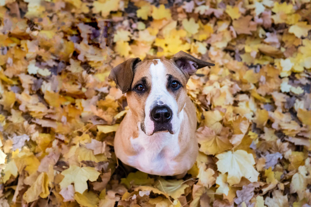 Cute dog sits in a heap of yellow maple leaves. Young staffordshire terrier in beautiful autumn leaves in a park looking up - Фото, изображение