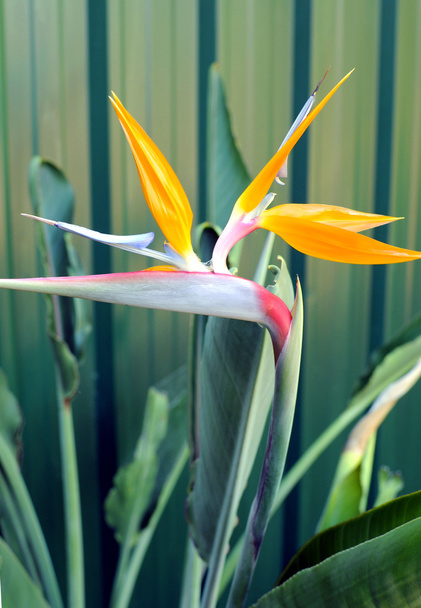 птах або рай або Південно-Африканської кран квітка, ботанічні назви Стреліція reginae - вертикальні. - Фото, зображення