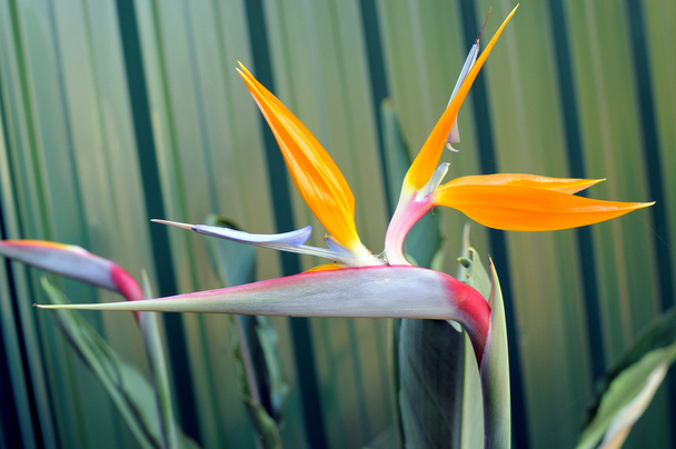 Птах або рай або Південно-Африканської кран квітка, ботанічні назви Стреліція reginae - Фото, зображення