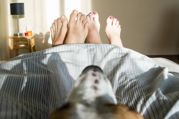 Two people with dog in bed concept. Point of view of couple under blanket watching at their feet and dog between them - Foto, imagen