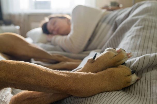 Sleeping in bed with a pet dog. Dog paws on human bed and figure of woman sleeping in the morning in cozy bedroom - Foto, Bild