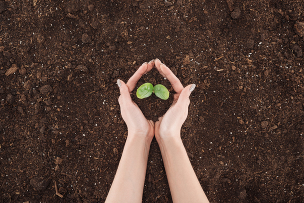 vista recortada de la mujer sosteniendo el suelo con planta verde en las manos, protegiendo el concepto de la naturaleza
  - Foto, Imagen