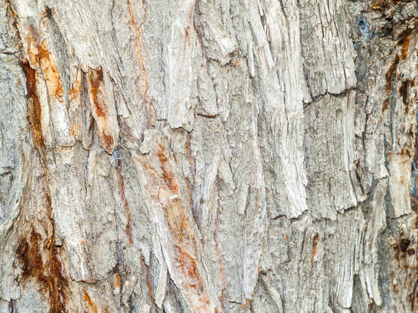 tree bark, close up - Фото, изображение