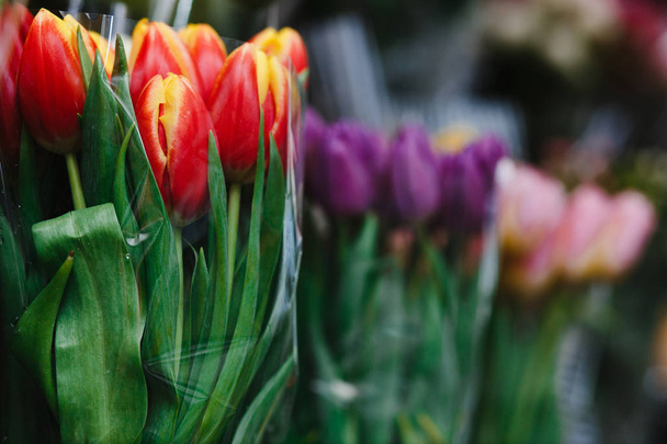Czerwone tulipany na tle innych tulipany  - Zdjęcie, obraz