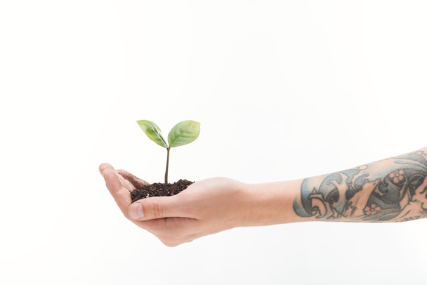 cropped view of man holding ground with green plant in hand isolated on white - Photo, Image