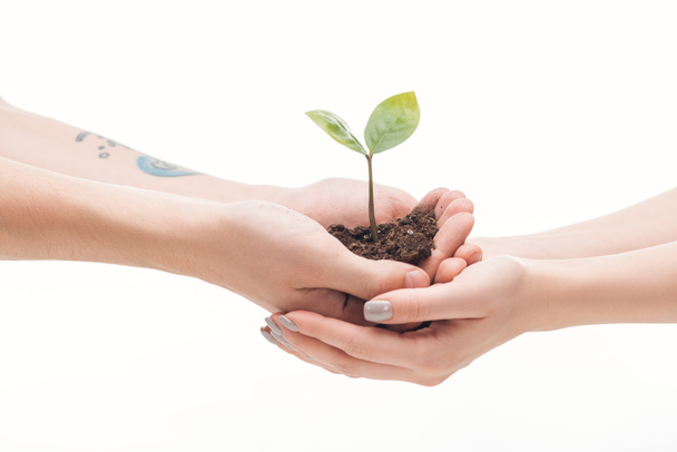 cropped view of couple holding ground with small plant in hands isolated on white - Photo, Image