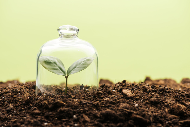 small green plant covered under bell jar isolated on green - Photo, image