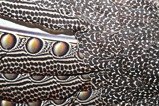 closeup of borneo pheasant feathers ( Argus grayii ) - Photo, Image