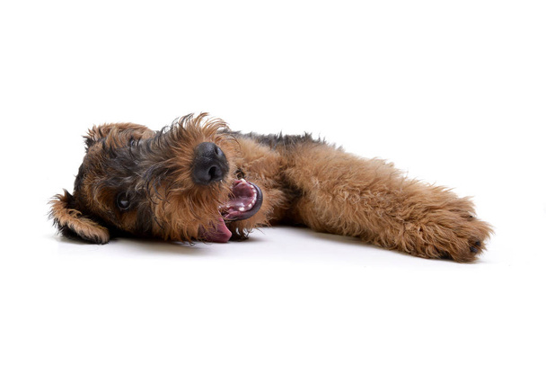 Studio shot of an adorable Airedale terrier lying on white background. - Foto, imagen
