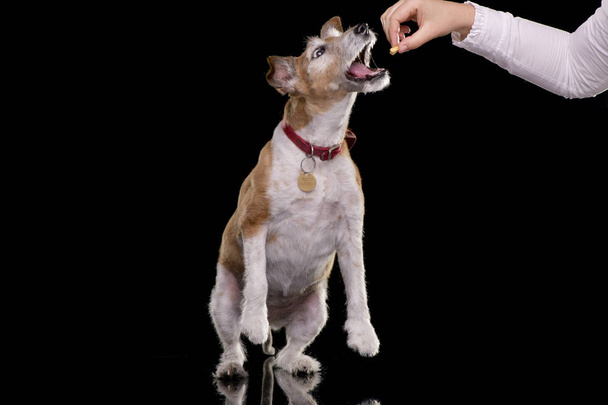 Hand feeding of an old, adorable Jack Russell terrier - isolated on black background. - Zdjęcie, obraz