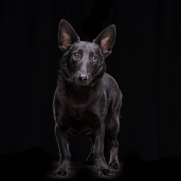 Studio shot of an adorable mixed breed dog standing on black background. - Foto, Imagem