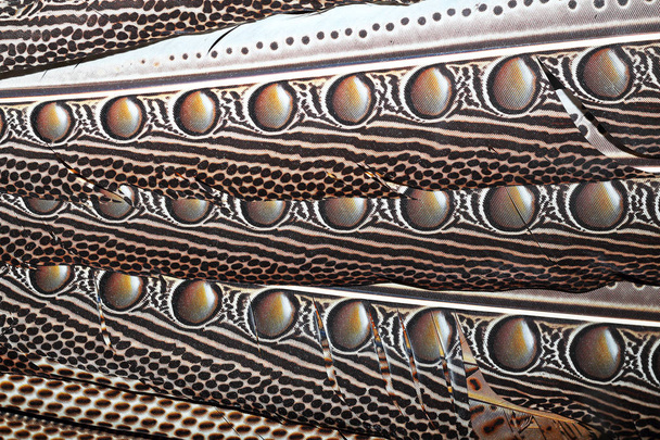 texturierte Borneo-Fasanenfedern (argus grayii ) - Foto, Bild